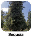 Sequoia